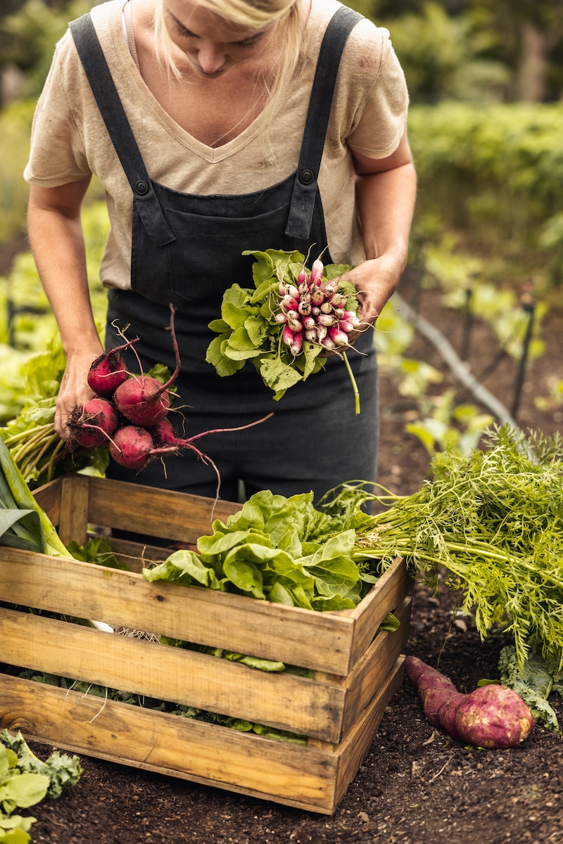 Harvesting fresh organic vegetables